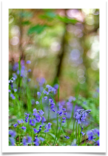4 - Spring - Chris Beesley